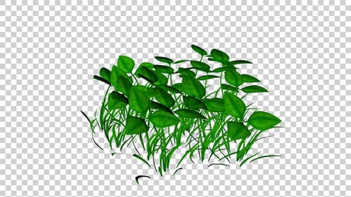 Animated Green Plants and Grass Swaying with Alpha Channel