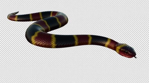 Coral Snake - Serpent rayé coloré - Boucle glissante au sol - CU à angle latéral - Canal Alpha - 4K