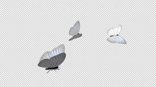 Realistic White Butterflies Flying Overlay Animation