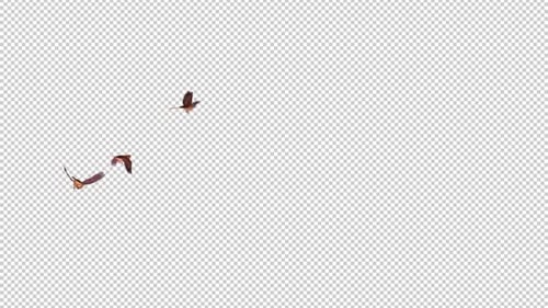 3 Colorful Australian Birds - Wren Mallee Emu - Flying Around - 4K - Transparent Loop