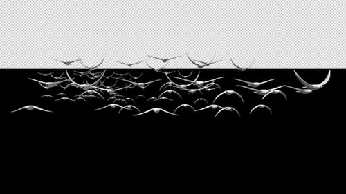 Flying Bird Front View V.5