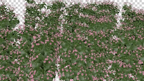 Bauhinia Flowers Field