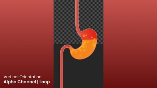 Animated Human Stomach Digestion Process 3D Medical Illustration