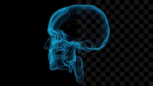 X-Ray Blue Human Skull 3D Rotation Loop