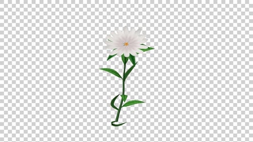 Animated White Flower with Green Stem Loop