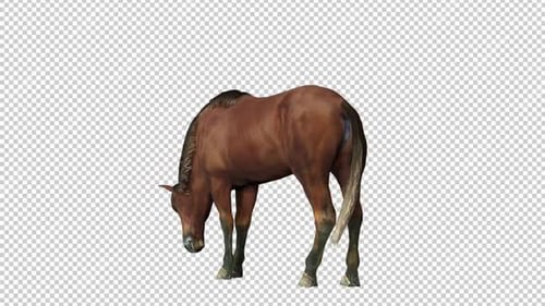 Horse Grazing Back View Loop