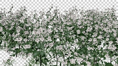 Fieldia Flowers Field