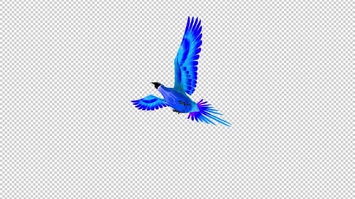 Phoenix Bird - Cyan Blue - Flying Loop - Down Angle View