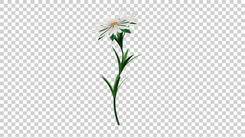 White Aster Flower Plant