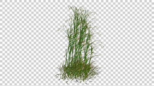 Animated Green Swaying Grass Loop with Transparent Background