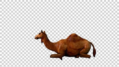 Camel Restyling, Seitenansicht