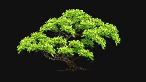 Tree Animation Alpha Channel