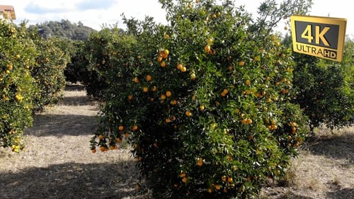 Orange Trees Abound in Rural Orchard