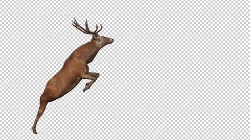 Deer Jump Right View