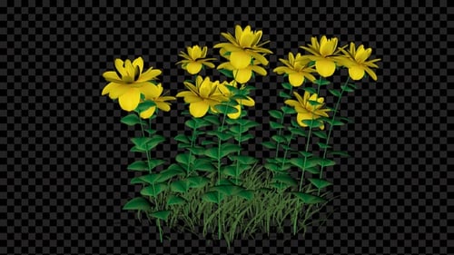 Flores de hoja ancha: Growing Alpha