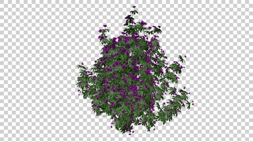 Animated Purple Flower Bush with Swaying Leaves and Alpha Channel