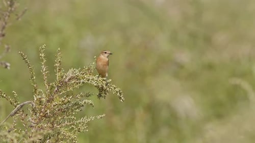 Amur Stonechat thront auf einer Pflanze.