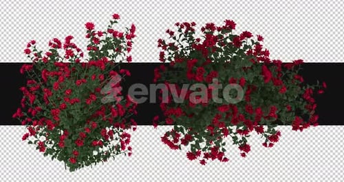 Pack Of 2 Rosales Flowers Moving In The Wind On Alpha Loop