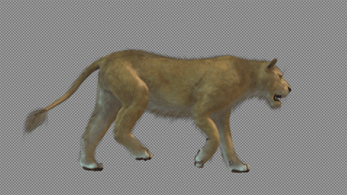 Lioness Walk