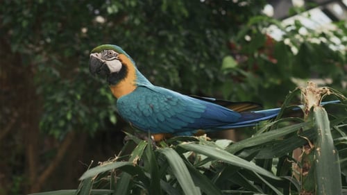 Colorful Macaw Parrot Sitting on Tropical Plant in Natural Environment