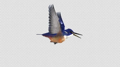 Kingfisher - Flying Bird - Side View - Transparent Loop