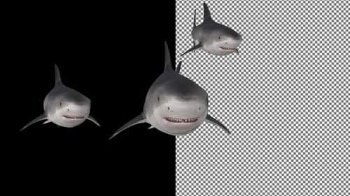 Three sharks swims up and bites, Alpha Channel, Exclusive