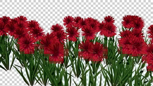 Pisacan Flower Plants Field