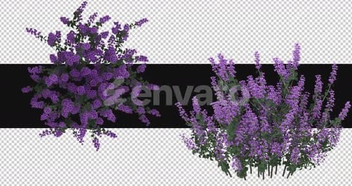 Pack Of 2 Cenizo Flowers Moving In The Wind On Alpha Loop