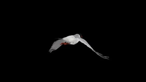 Seagull Bird - Eurasian Mediterranean Black Headed - Flying Loop - Back Angle CU - Alpha Channel