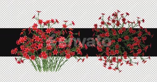 Pack Of 2 Lilium Flowers Moving In The Wind On Alpha Loop