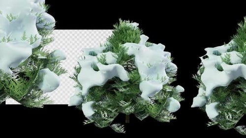 Animated Tree Chamaecyparis Lawsoniana B Winter Alpha Video