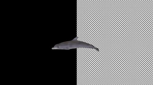 Dolphin swims from right to left, Alpha Channel
