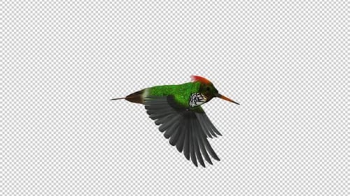 Colibri tropical - Coquette capitonnée - Boucle volante - Vue latérale - Canal Alpha