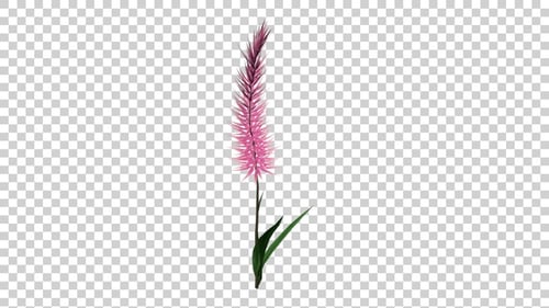 Swaying Pink Floral Plant Animation
