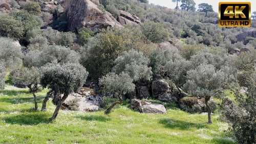 Olivenbäume in der Natur