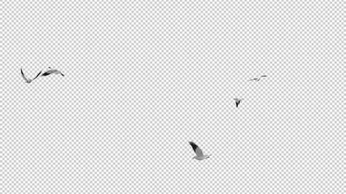 Flock of 5 North American Seagull Birds - Flying Around Loop MS - Alpha Channel