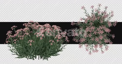 Pack Of 2 Rosalita Flowers Moving In The Wind On Alpha Loop