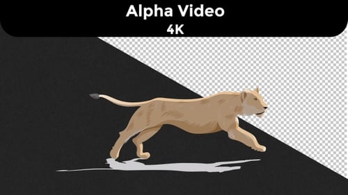 Lioness Run Cycle Animation Sequence - 4K