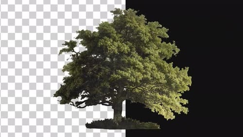 Roble vintage en los movimientos del viento Looped Alpha 4k