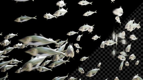 School of Realistic Fish Swimming on Alpha Channel