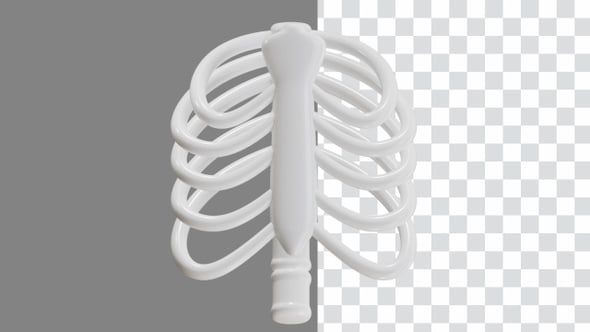 3D Animation of Rib, Backgrounds Motion Graphics ft. body & anatomy ...