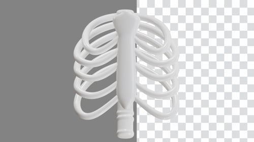 3D Animation of Rib