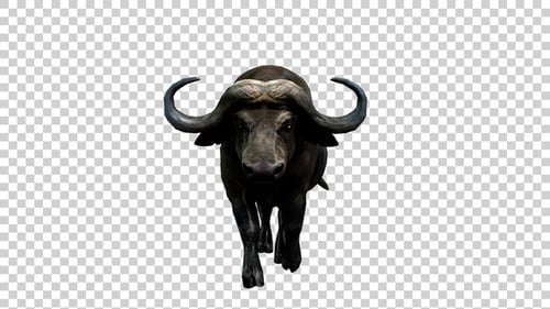 Buffalo Walk Back Front View