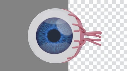 3D Animation of Eye Neural Connection | Alpha Channel