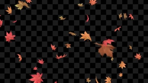 Autumn Leaves Falling
