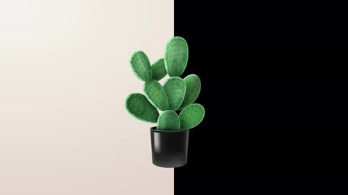 Pot Plant