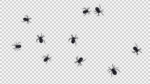 Black Spiders - Swarm Running Around - Transparent Loop