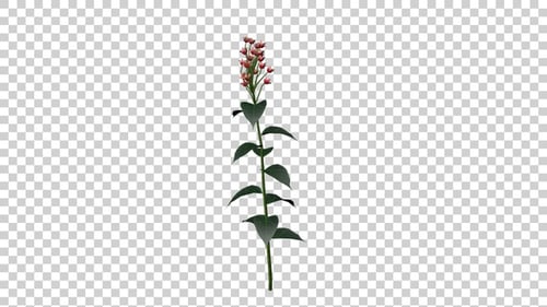 Animated Green Plant with Gentle Swaying Pink Flower Buds