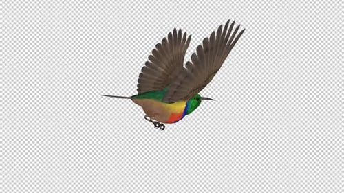 African Bird - Rainbow Sunbird - Flying Loop - CU Back Angle View - Alpha Channel
