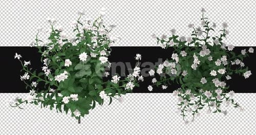 Pack Of 2 Gardenia Flowers Moving In The Wind On Alpha Loop